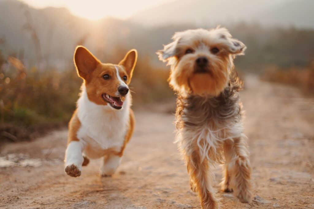 Two dogs, a Corgi and a small terrier, running on a dirt path during a sunset. This image is featured in a post on printandhustle.com about the best flexible side hustles for stay-at-home moms.